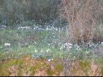 Thumbnail Image, Click to Enlarge thumb_IMG_2510.JPG