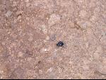 Thumbnail Image, Click to Enlarge thumb_IMG_2514.JPG