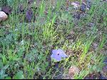 Thumbnail Image, Click to Enlarge thumb_IMG_2515.JPG