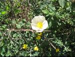 Thumbnail Image, Click to Enlarge thumb_IMG_2519.JPG