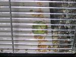 Thumbnail Image, Click to Enlarge thumb_IMG_2425.JPG