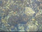 Thumbnail Image, Click to Enlarge thumb_IMG_0672.JPG