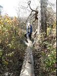 Thumbnail Image, Click to Enlarge thumb_IMG_0675.JPG