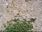 Thumbnail Image, Click to Enlarge thumb_IMG_0584.JPG