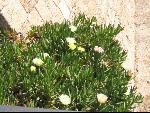 Thumbnail Image, Click to Enlarge thumb_IMG_0608.JPG