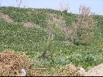 Thumbnail Image, Click to Enlarge thumb_IMG_0629.JPG