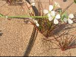 Thumbnail Image, Click to Enlarge thumb_IMG_0458.JPG