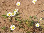 Thumbnail Image, Click to Enlarge thumb_IMG_0462.JPG