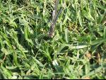 Thumbnail Image, Click to Enlarge thumb_IMG_0466.JPG