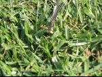 Thumbnail Image, Click to Enlarge thumb_IMG_0467.JPG