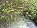Thumbnail Image, Click to Enlarge thumb_IMG_0400.JPG