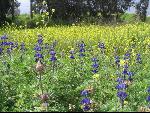 Thumbnail Image, Click to Enlarge thumb_IMG_0407.JPG