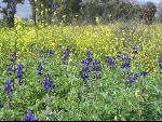 Thumbnail Image, Click to Enlarge thumb_IMG_0408.JPG