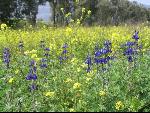Thumbnail Image, Click to Enlarge thumb_IMG_0409.JPG