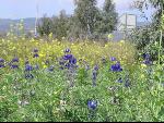 Thumbnail Image, Click to Enlarge thumb_IMG_0410.JPG