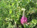Thumbnail Image, Click to Enlarge thumb_IMG_0412.JPG