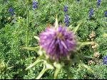 Thumbnail Image, Click to Enlarge thumb_IMG_0413.JPG