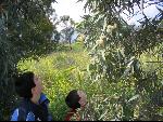 Thumbnail Image, Click to Enlarge thumb_IMG_0414.JPG