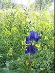 Thumbnail Image, Click to Enlarge thumb_IMG_0416.JPG