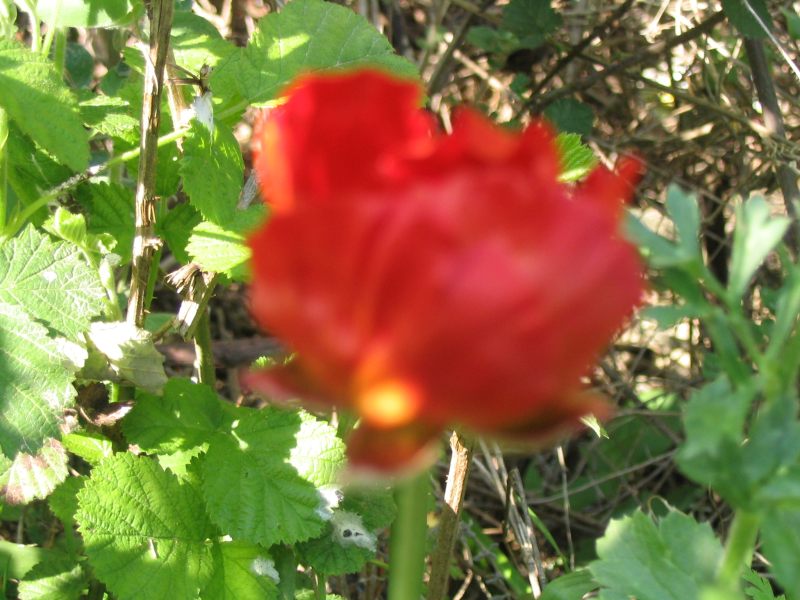 IMG_0481.JPG