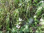 Thumbnail Image, Click to Enlarge thumb_IMG_0473.JPG