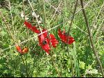 Thumbnail Image, Click to Enlarge thumb_IMG_0474.JPG