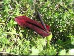 Thumbnail Image, Click to Enlarge thumb_IMG_0475.JPG