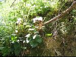 Thumbnail Image, Click to Enlarge thumb_IMG_0476.JPG