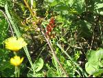 Thumbnail Image, Click to Enlarge thumb_IMG_0480.JPG