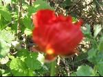 Thumbnail Image, Click to Enlarge thumb_IMG_0481.JPG