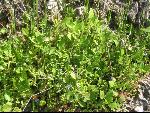 Thumbnail Image, Click to Enlarge thumb_IMG_0483.JPG