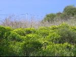 Thumbnail Image, Click to Enlarge thumb_IMG_0486.JPG
