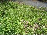 Thumbnail Image, Click to Enlarge thumb_IMG_0487.JPG