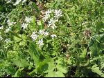 Thumbnail Image, Click to Enlarge thumb_IMG_0491.JPG