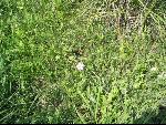 Thumbnail Image, Click to Enlarge thumb_IMG_0518.JPG
