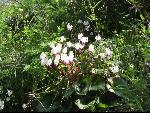 Thumbnail Image, Click to Enlarge thumb_IMG_0522.JPG