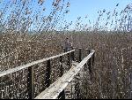 Thumbnail Image, Click to Enlarge thumb_IMG_0809.JPG