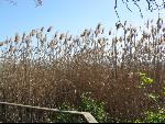 Thumbnail Image, Click to Enlarge thumb_IMG_0815.JPG
