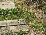 Thumbnail Image, Click to Enlarge thumb_IMG_0861.JPG