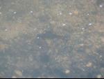 Thumbnail Image, Click to Enlarge thumb_IMG_0870.JPG