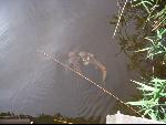 Thumbnail Image, Click to Enlarge thumb_IMG_2570.JPG