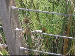 Thumbnail Image, Click to Enlarge thumb_IMG_2577.JPG