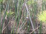 Thumbnail Image, Click to Enlarge thumb_IMG_2581.JPG
