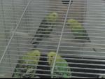 Thumbnail Image, Click to Enlarge thumb_IMG_2817.JPG