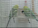 Thumbnail Image, Click to Enlarge thumb_IMG_2822.JPG