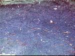 Thumbnail Image, Click to Enlarge thumb_IMG_1528.JPG