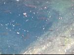 Thumbnail Image, Click to Enlarge thumb_IMG_1529.JPG