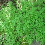 Thumbnail Image, Click to Enlarge thumb_09032002_16.jpg