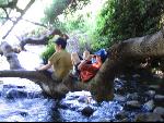 Thumbnail Image, Click to Enlarge thumb_IMG_1811.JPG