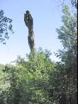 Thumbnail Image, Click to Enlarge thumb_IMG_1820.JPG